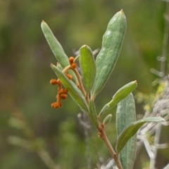 Grevillea floribunda at Nangar National Park - 15 Feb 2024 10:36 AM