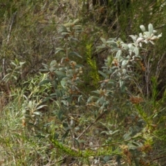 Grevillea floribunda at Nangar National Park - 15 Feb 2024