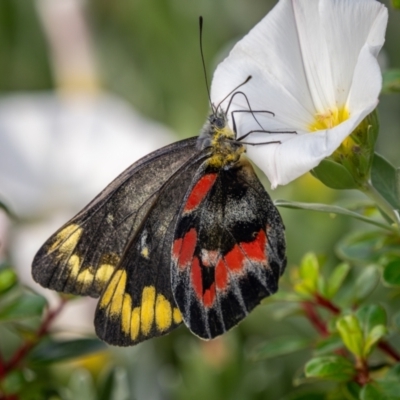 Delias harpalyce (Imperial Jezebel) at Googong, NSW - 16 Feb 2024 by lizpaul376