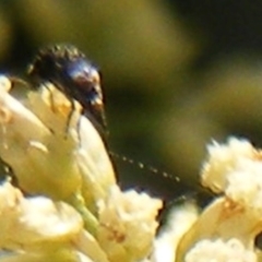 Mordella sp. (genus) (Pintail or tumbling flower beetle) at Ainslie volcanic grassland - 16 Feb 2024 by MichaelMulvaney