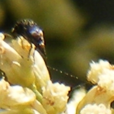 Mordella sp. (genus) (Pintail or tumbling flower beetle) at Ainslie Volcanics Grassland (AGQ) - 16 Feb 2024 by MichaelMulvaney