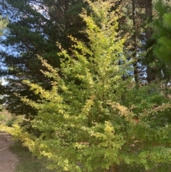 Crataegus monogyna (Hawthorn) at Tuggeranong Pines - 17 Feb 2024 by MattS