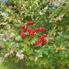 Crataegus monogyna at Tuggeranong Pines - 17 Feb 2024