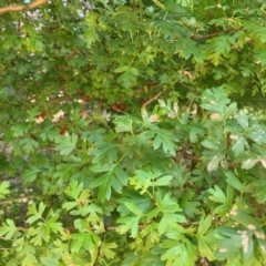 Crataegus monogyna at Tuggeranong Pines - 17 Feb 2024