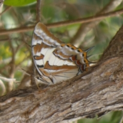 Charaxes sempronius (Tailed Emperor) at Murga, NSW - 15 Feb 2024 by Paul4K