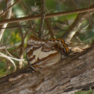 Charaxes sempronius at Murga, NSW - suppressed