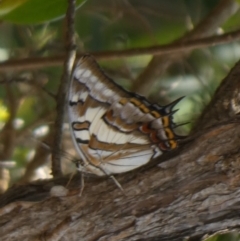 Charaxes sempronius at Murga, NSW - 15 Feb 2024