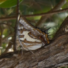 Charaxes sempronius at Murga, NSW - 15 Feb 2024