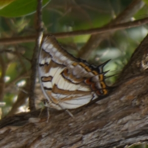 Charaxes sempronius at Murga, NSW - suppressed