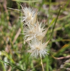 Rytidosperma sp. (Wallaby Grass) at The Pinnacle - 13 Feb 2024 by sangio7