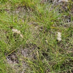 Rytidosperma sp. at The Pinnacle - 13 Feb 2024