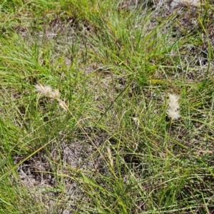 Rytidosperma sp. at The Pinnacle - 13 Feb 2024