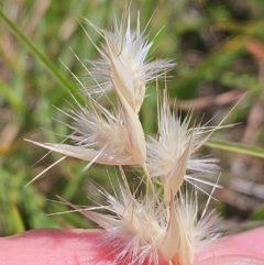 Rytidosperma sp. at The Pinnacle - 13 Feb 2024