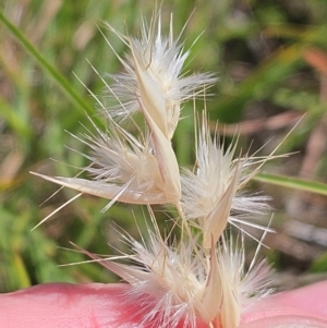 Rytidosperma sp. at The Pinnacle - 13 Feb 2024 11:59 AM