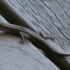 Unidentified Skink at Murga, NSW - 15 Feb 2024 by Paul4K