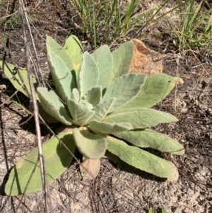 Verbascum thapsus subsp. thapsus at Tuggeranong Pines - 17 Feb 2024