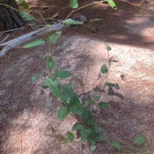 Hardenbergia violacea at Tuggeranong Pines - 17 Feb 2024 12:25 PM