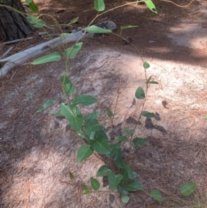 Hardenbergia violacea at Tuggeranong Pines - 17 Feb 2024