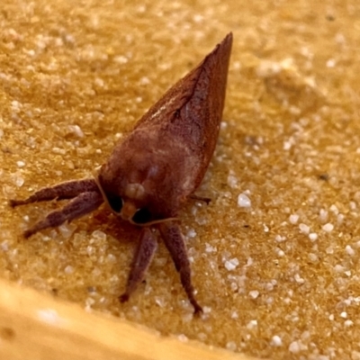 Elhamma australasiae (A Swift or Ghost moth (Hepialidae)) at Pialligo, ACT - 17 Feb 2024 by YellowButton