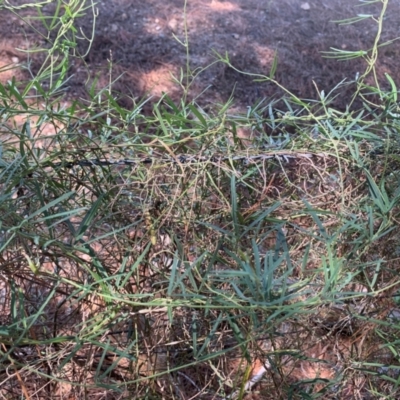 Glycine clandestina (Twining Glycine) at Chisholm, ACT - 17 Feb 2024 by MattS