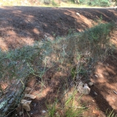 Glycine clandestina at Chisholm, ACT - 17 Feb 2024