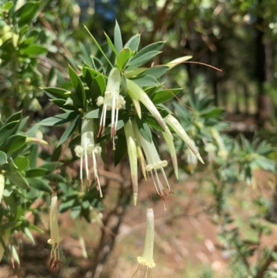 Styphelia triflora (Five-corners) at Chisholm, ACT - 17 Feb 2024 by MattS