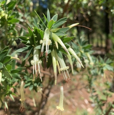 Styphelia triflora (Five-corners) at Tuggeranong Pines - 17 Feb 2024 by MattS
