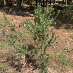 Styphelia triflora at Tuggeranong Pines - 17 Feb 2024