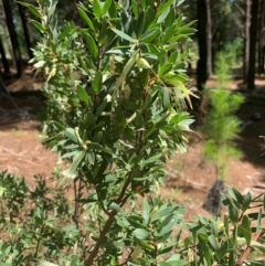Styphelia triflora at Tuggeranong Pines - 17 Feb 2024