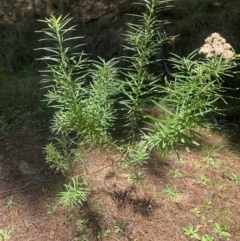 Cassinia longifolia (Shiny Cassinia, Cauliflower Bush) at Tuggeranong Pines - 17 Feb 2024 by MattS