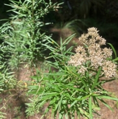 Cassinia longifolia at Tuggeranong Pines - 17 Feb 2024