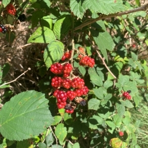 Rubus anglocandicans at Tuggeranong Pines - 17 Feb 2024