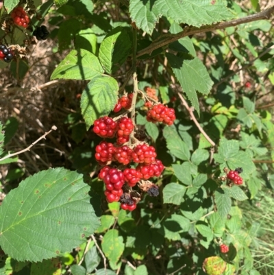 Rubus anglocandicans (Blackberry) at Tuggeranong Pines - 17 Feb 2024 by MattS
