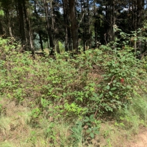 Rubus anglocandicans at Tuggeranong Pines - 17 Feb 2024