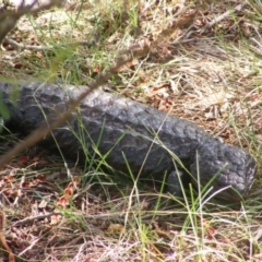 Tiliqua rugosa (Shingleback Lizard) at Ainslie Volcanics Grassland (AGQ) - 17 Feb 2024 by MichaelMulvaney