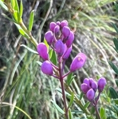 Comesperma ericinum (Heath Milkwort) at QPRC LGA - 17 Feb 2024 by yellowboxwoodland