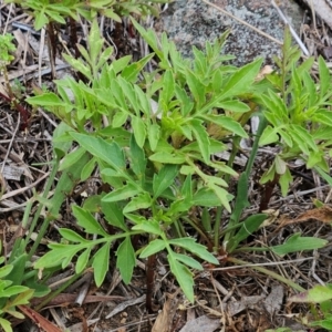 Bidens subalternans at The Pinnacle - 16 Feb 2024 09:25 AM