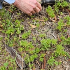 Bidens subalternans at The Pinnacle - 16 Feb 2024 09:25 AM