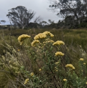 Cassinia monticola at Namadgi National Park - 17 Feb 2024