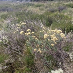 Cassinia monticola at Namadgi National Park - 17 Feb 2024 10:37 AM