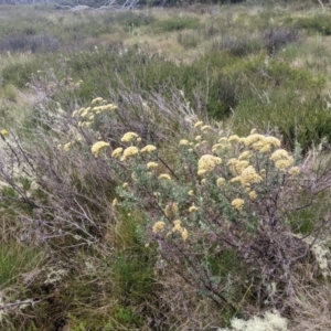 Cassinia monticola at Namadgi National Park - 17 Feb 2024
