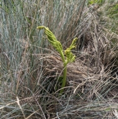 Sceptridium australe (Austral Moonwort) at Namadgi National Park - 17 Feb 2024 by MattM