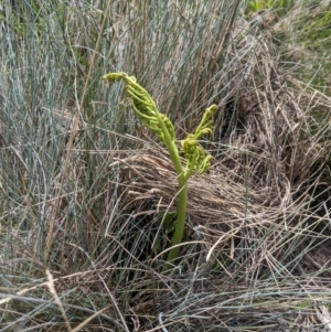 Sceptridium australe at Namadgi National Park - suppressed