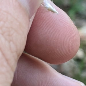 Rytidosperma laeve at Higgins, ACT - 7 Feb 2024