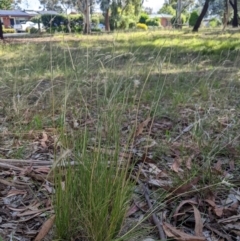 Rytidosperma laeve at Higgins, ACT - 7 Feb 2024