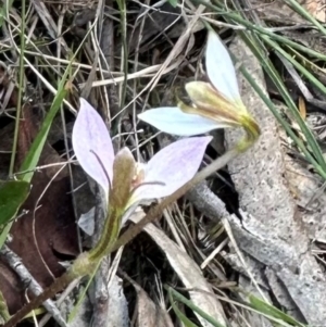 Eriochilus cucullatus at QPRC LGA - 17 Feb 2024