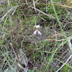 Eriochilus cucullatus at QPRC LGA - 17 Feb 2024