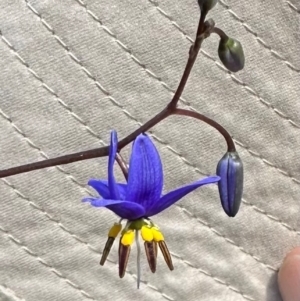 Dianella revoluta var. revoluta at QPRC LGA - suppressed