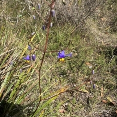 Dianella revoluta var. revoluta at QPRC LGA - suppressed