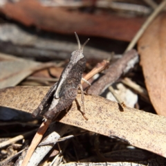 Cirphula pyrrhocnemis (Variable Cirphula) at Higgins Woodland - 17 Feb 2024 by Trevor